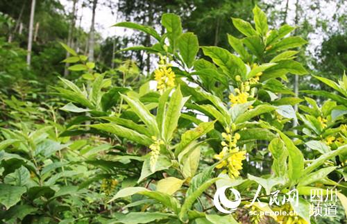 Sˮɏɞ鹲ʹҪķNֲˎƷNNֲe^1000VWӛ?x?z