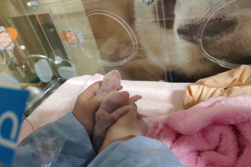 ÷؈gga´؈p̥ɶ؈оعD