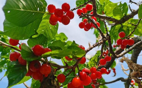 桑椹紫了櫻桃紅了 涼山德昌桑椹櫻桃節等你來