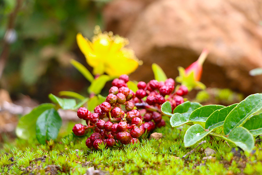 涼山鹽源縣80萬畝花椒喜獲豐收