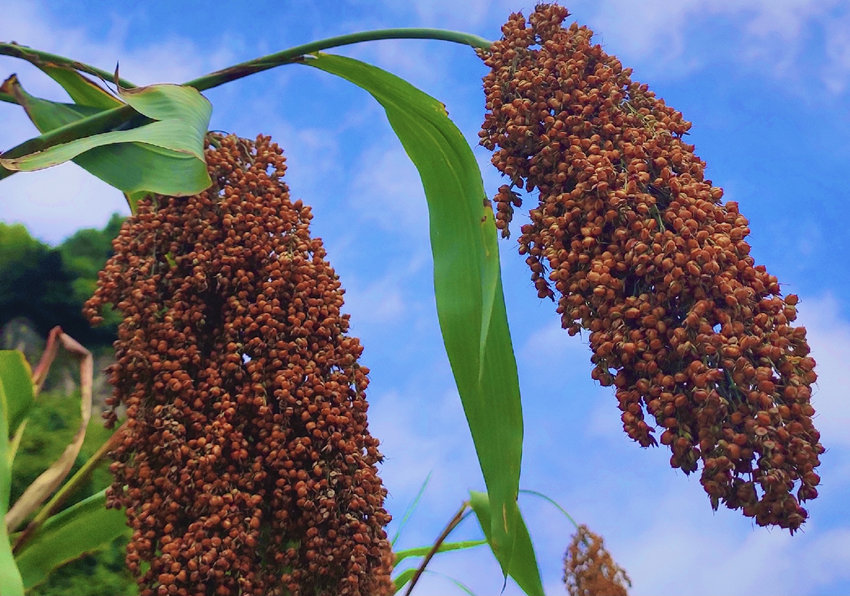 MĸSLuҷAhýwĹD