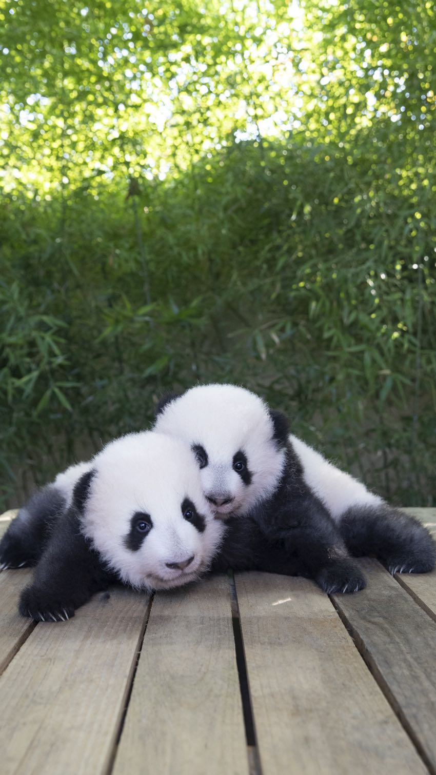 Դ؈p̥g衱͡AཡՄ@D