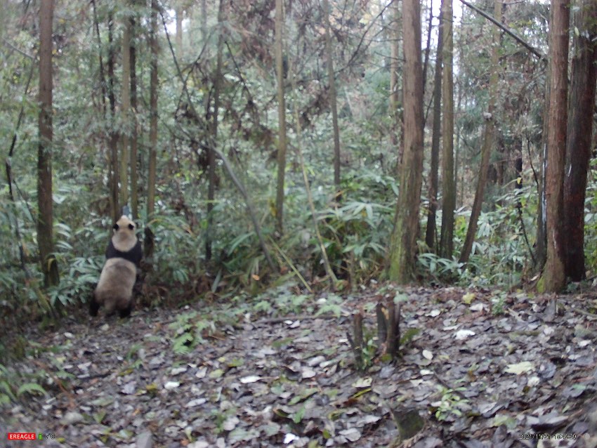 20211121tCĔzҰӵġСҡֈtCĔz