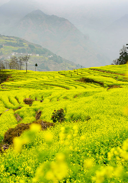 川南春來早，油菜美如詩