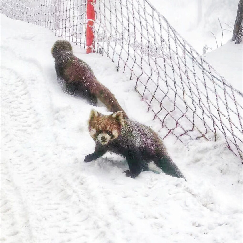 С؈ѩش[ſhίD