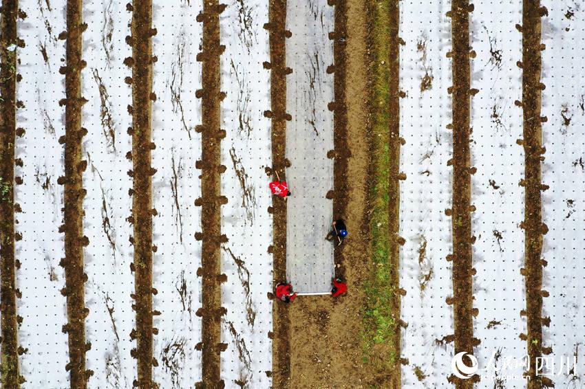 ߲˻wĤʂNֲ߲揊z