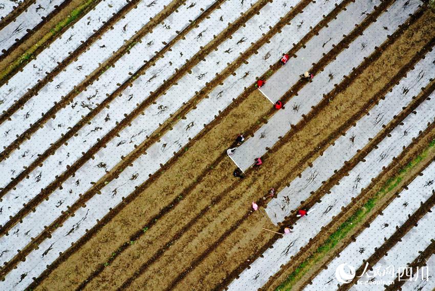 ߲˻wĤʂNֲ߲揊z