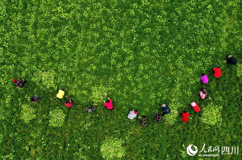 ړՈA}v؞鴺ʂ揊z