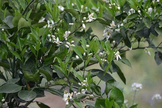柑橘園花香撲鼻。蔣兵攝。