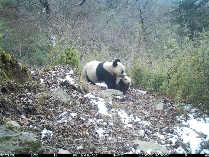 20211214tCĔz؈ĸӻ؈ҹ@ƼҺƬ^D