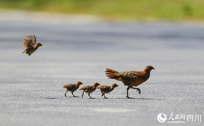 親子出游的灰胸竹雞。廖振興攝