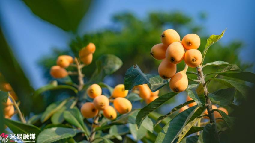米易枇杷。米易縣融媒體中心供圖