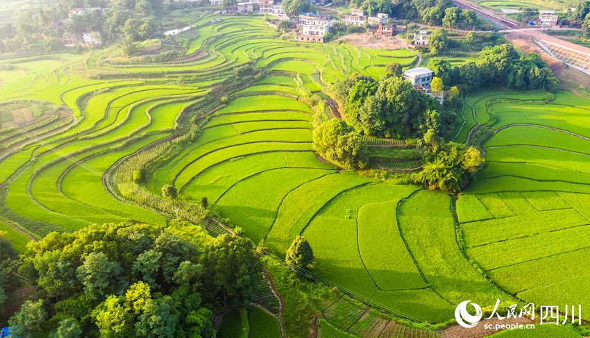 俯瞰稻田。李貴平攝