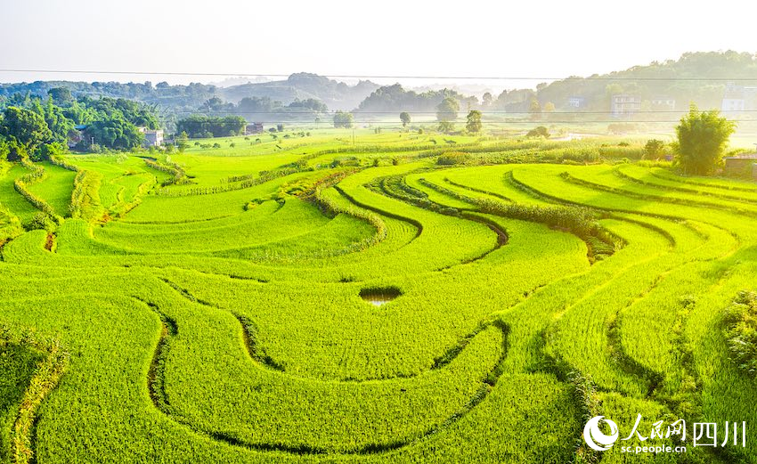 合江縣望龍鎮柏楊林村已進入抽穗揚花期的水稻在朝霞中風姿綽綽，格外迷人。李貴平攝