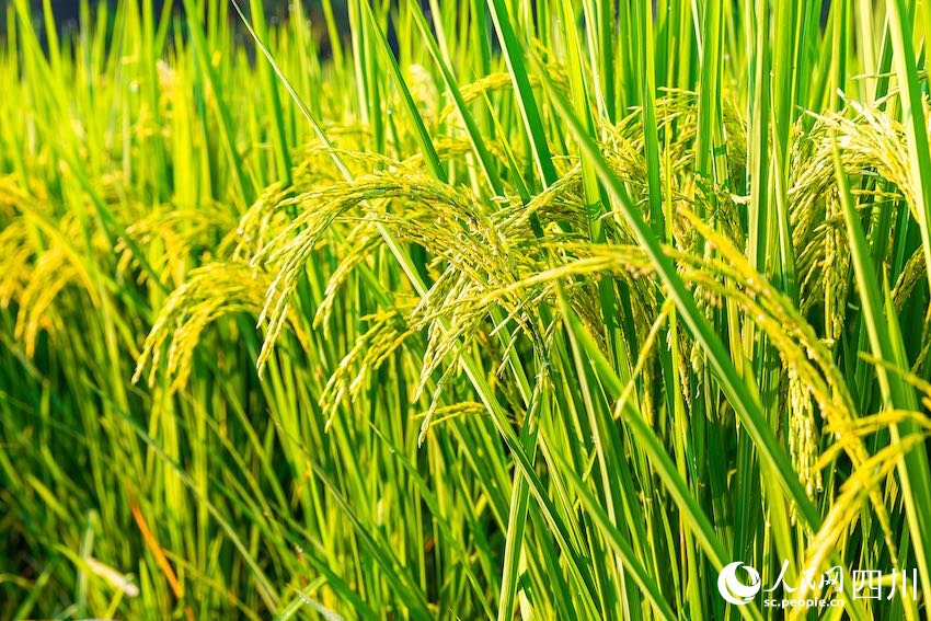 進入抽穗揚花期的水稻。李貴平攝