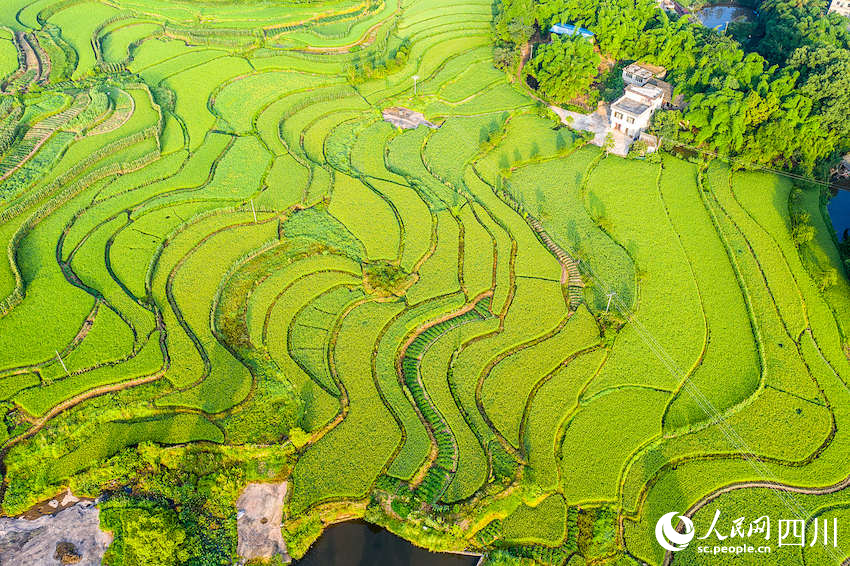 大地為紙，水稻為墨，一幅稻田畫徐徐展開。李貴平攝