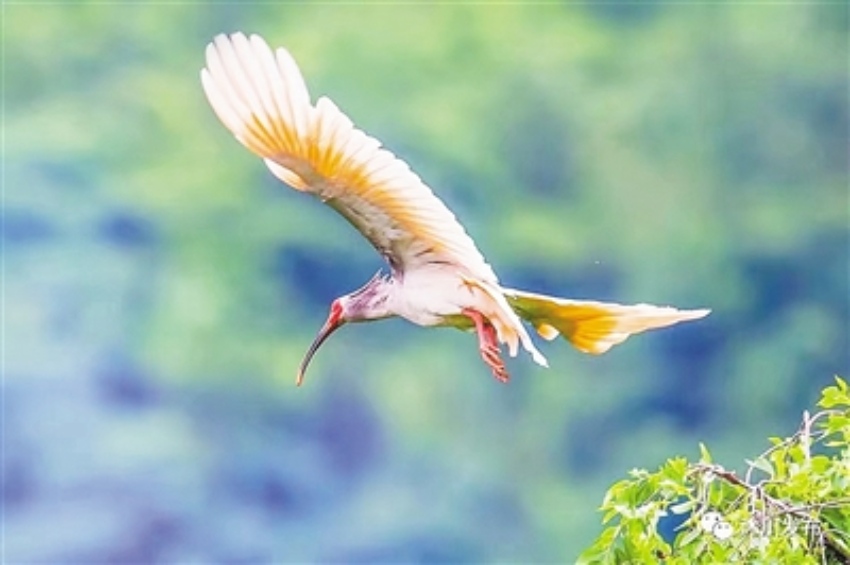 沐川朱鹮繁育中心繁育的朱鹮。樂山市生態環境局供圖