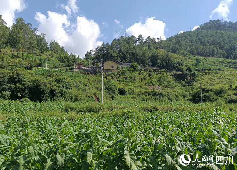 地里的煙葉生長正旺。吳舒婷攝