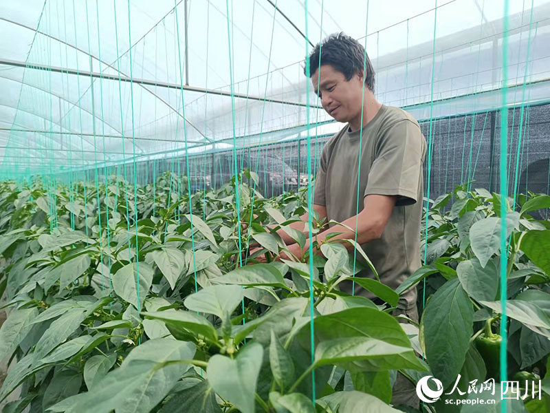 巫俊倫正在給辣椒苗穩苗。吳舒婷攝