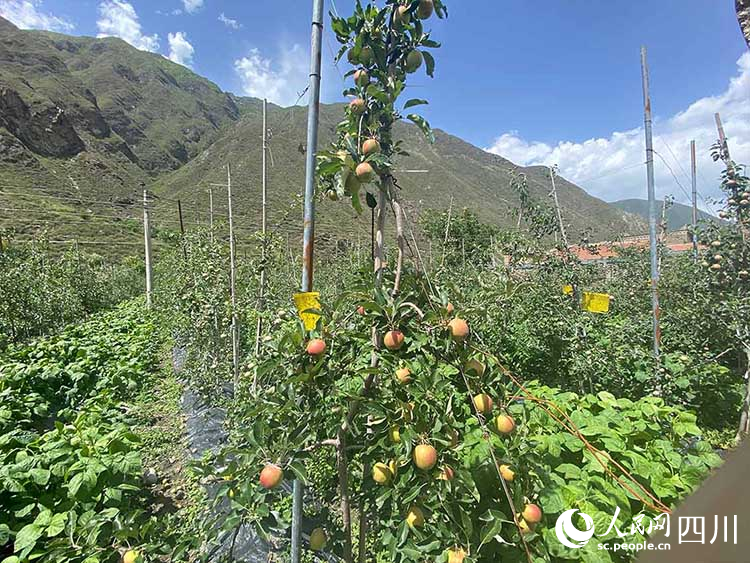 當地發展“果蔬套種”新型農業種植模式。王曦攝