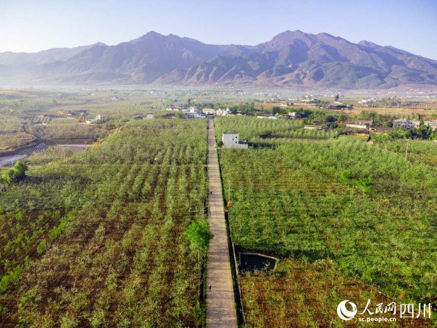 鹽源縣衛城鎮的一條果園小路。劉勝旭攝