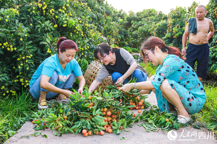 合江縣荔江鎮柿子田村荔枝示范園區內，市民將剛采摘的新鮮荔枝進行二次擇選。李貴平攝