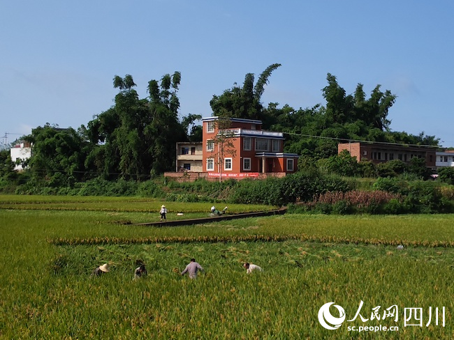 農戶收割稻谷。曾佐然攝