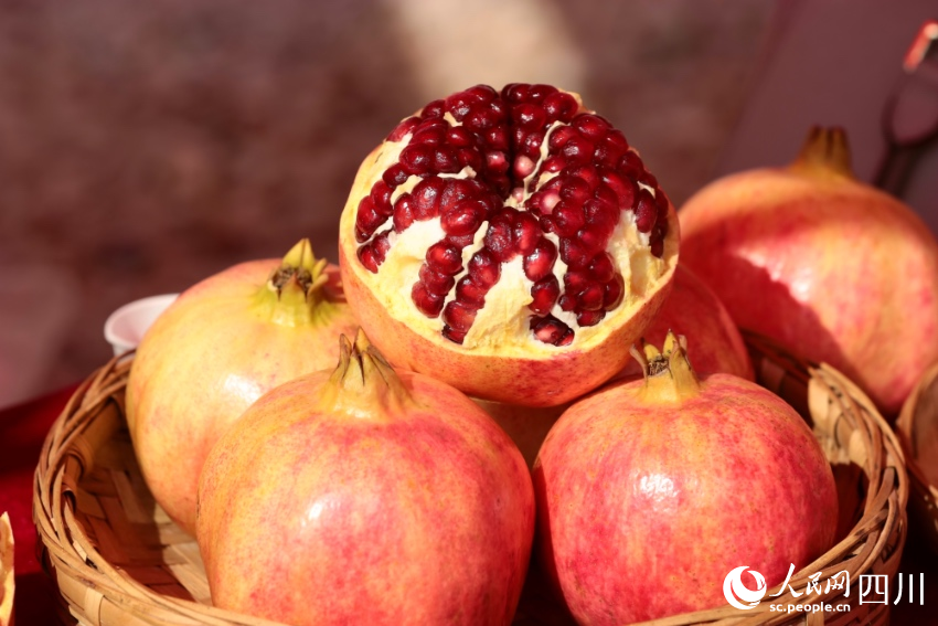 會理品目前有40萬畝石榴基地，年產石榴74萬噸。黃正偉攝