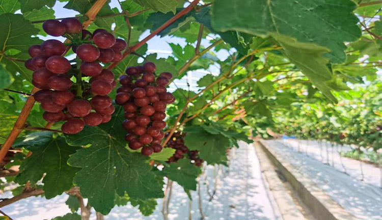 中心村達令農莊葡萄采摘園。劍閣縣融媒體中心供圖