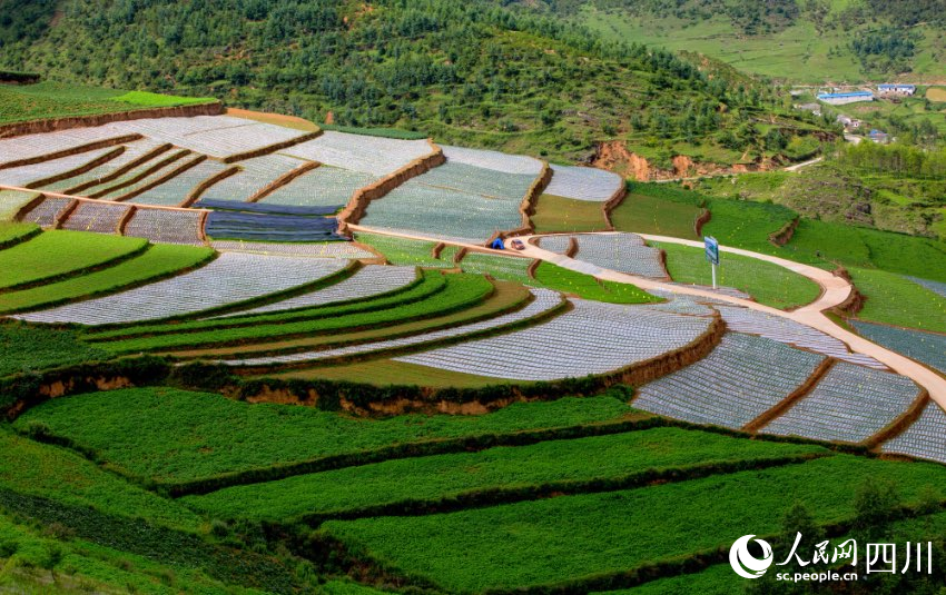 金陽因地制宜，探索高寒山區“春薯秋菜”種植模式，發展生態綠色農業，圖為絲窩鄉尼波洛高山蔬菜基地。鄒寧攝