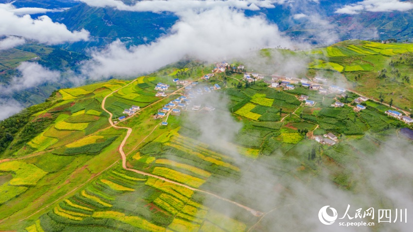 金陽有著獨特的立體氣候條件，種植的傳統高山生態苦蕎備受市場青睞。龍卜哈攝