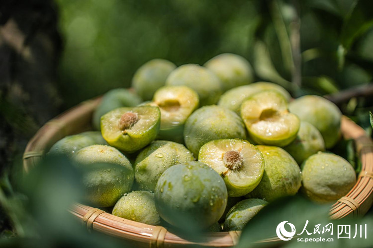 成熟的茂縣李。尤尤攝