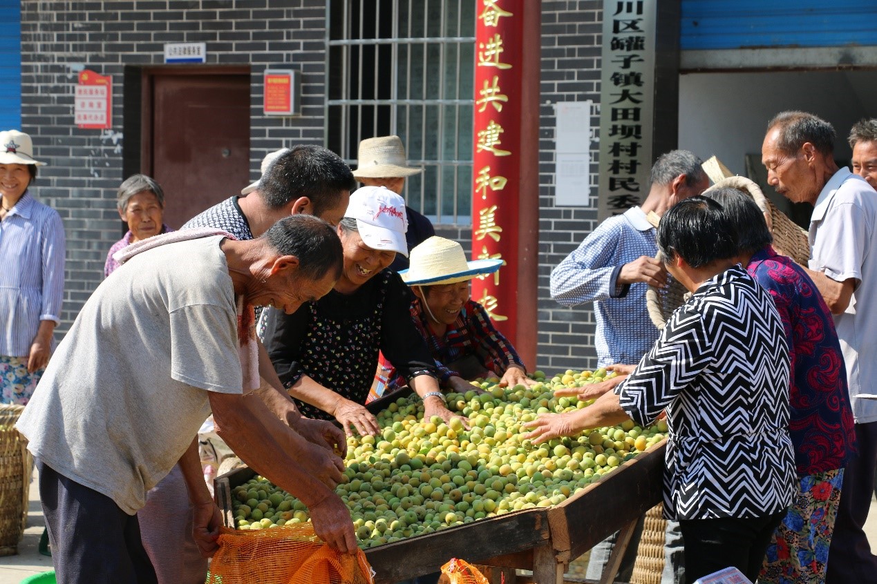 達州市達川區烏梅喜獲豐收。四川省中醫藥管理局供圖