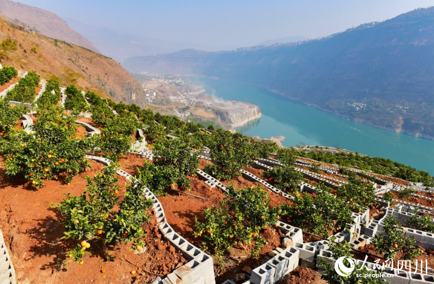 雷波縣被稱為“中國優質臍橙第一縣”，圖為金沙江邊的臍橙種植基地。李仁義攝