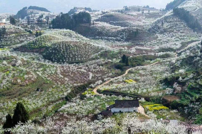 烏蒙花海。赤水鎮供圖