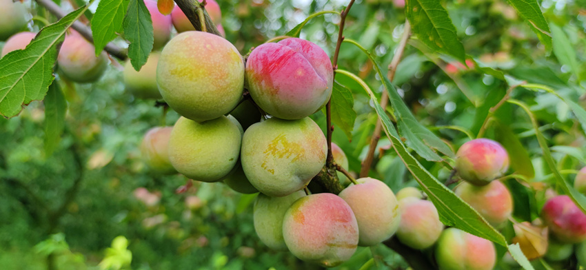 碩果滿枝。赤水鎮供圖