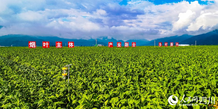 冕寧縣回坪鄉萬畝致富煙葉。蔣志康攝