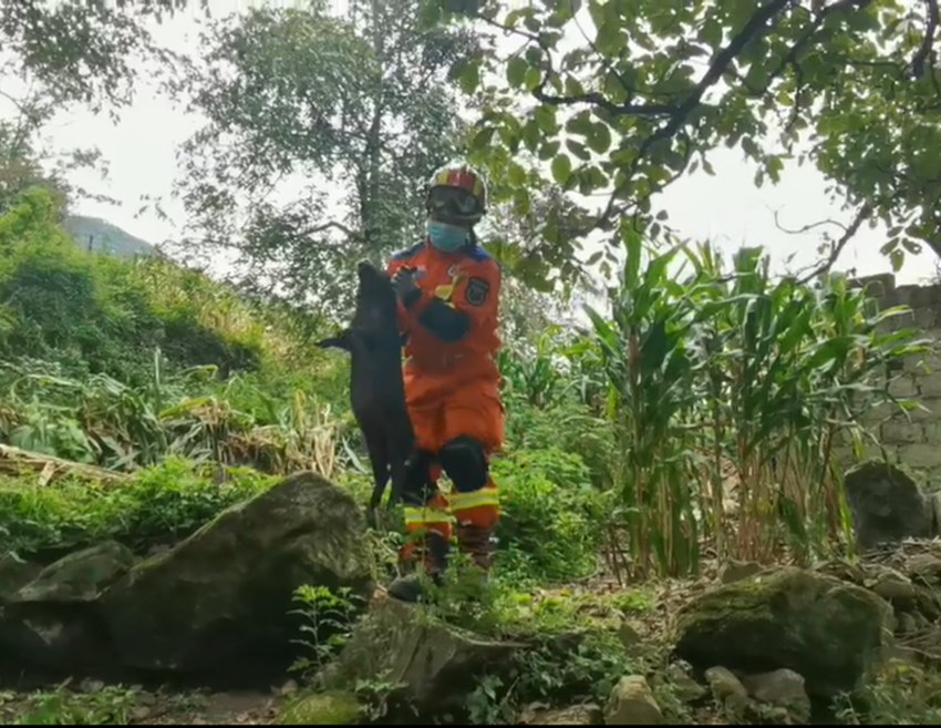 消防人員轉移村民飼養的牲畜。四川消防供圖