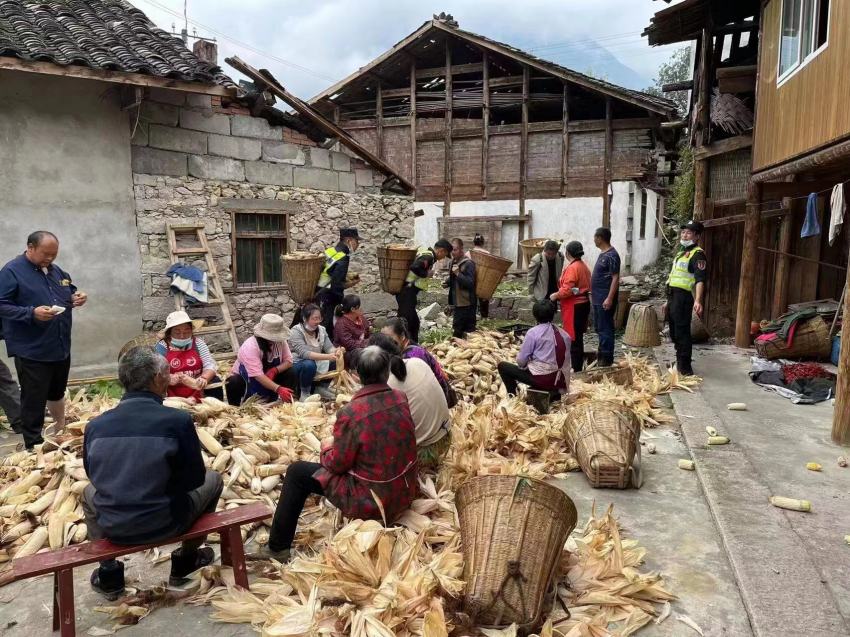 帳篷警務室幫助災區群眾搶收玉米。甘孜公安供圖