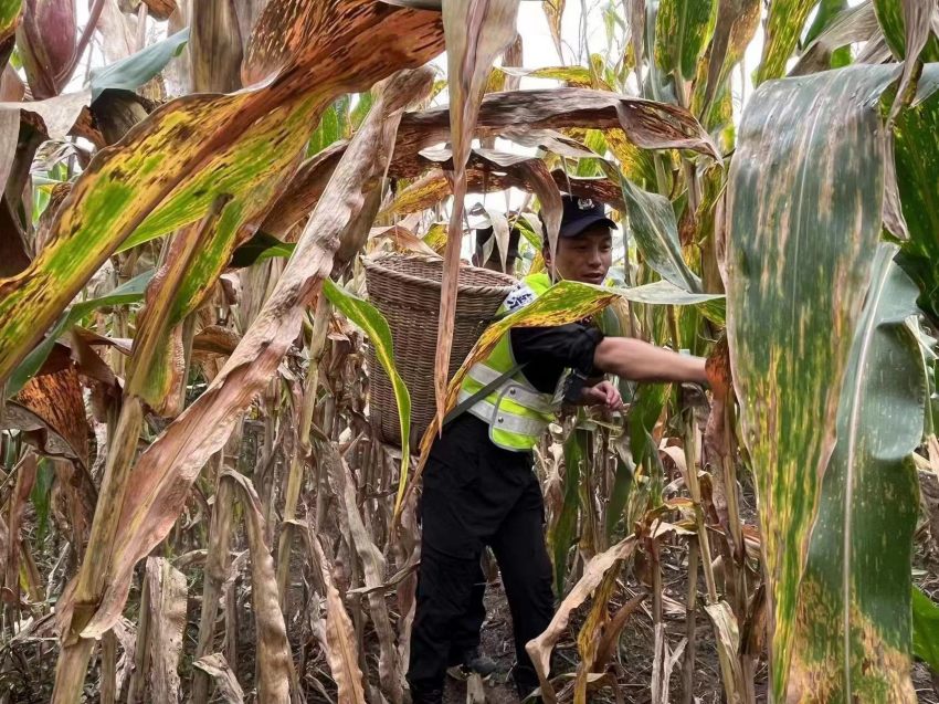 帳篷警務室幫助災區群眾搶收玉米。甘孜公安供圖
