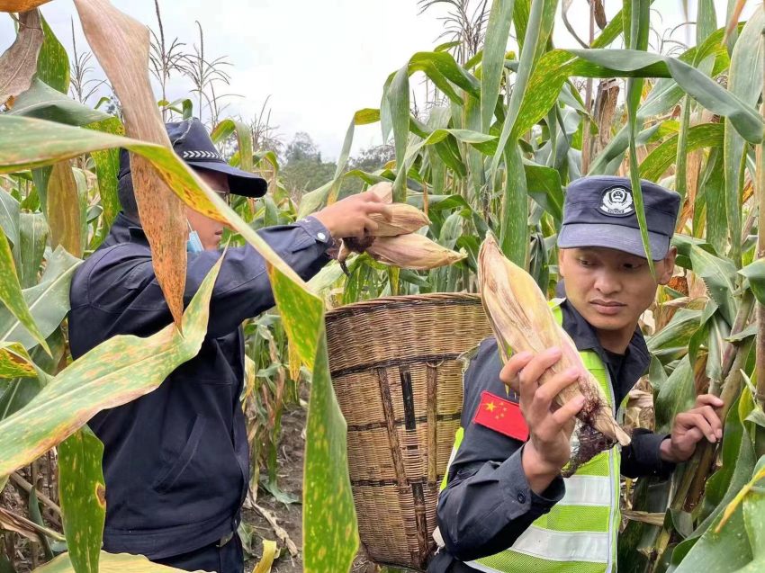 帳篷警務室幫助災區群眾搶收玉米。甘孜公安供圖