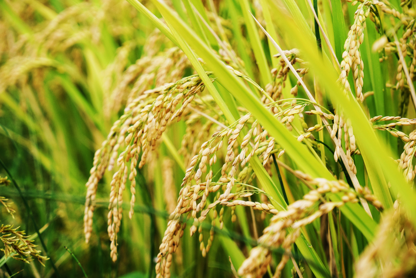 “德昌香稻”田里聞稻香，顆粒飽滿沉甸甸。德昌縣委宣傳部供圖