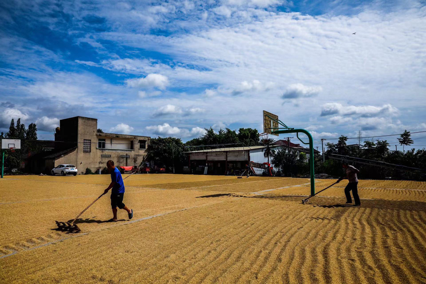 德陽廣漢，村民曬水稻。