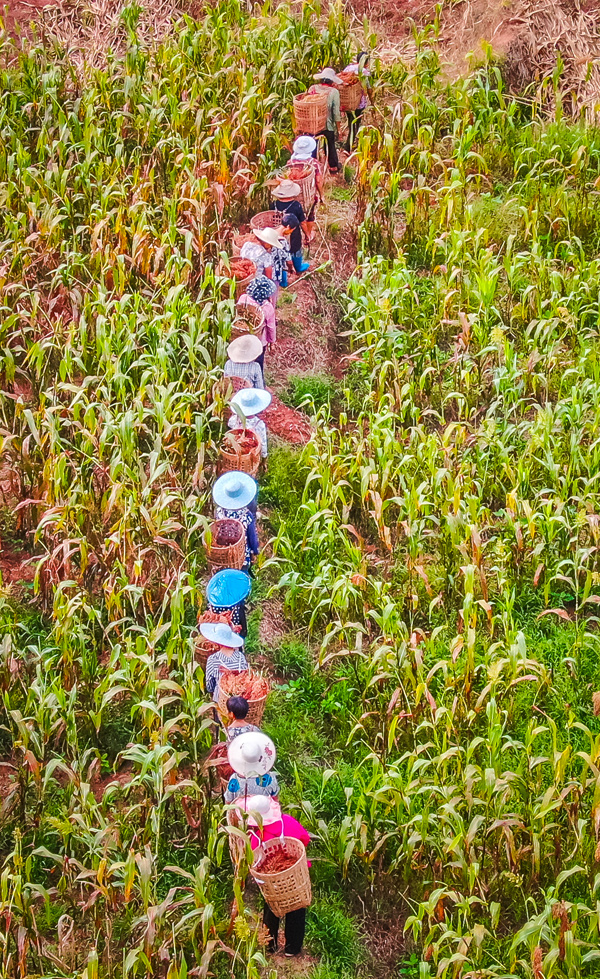 自貢沿灘區九洪鄉高粱豐收。黃詩彬供圖