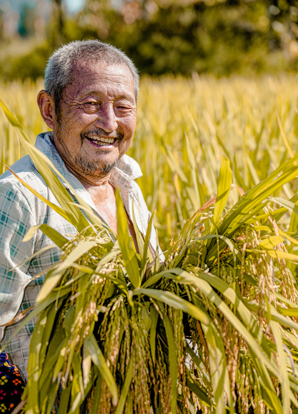 達州市通川區青寧鎮天斷村，村民捧起一大把新收的稻粒，滿臉洋溢著豐收的喜悅。