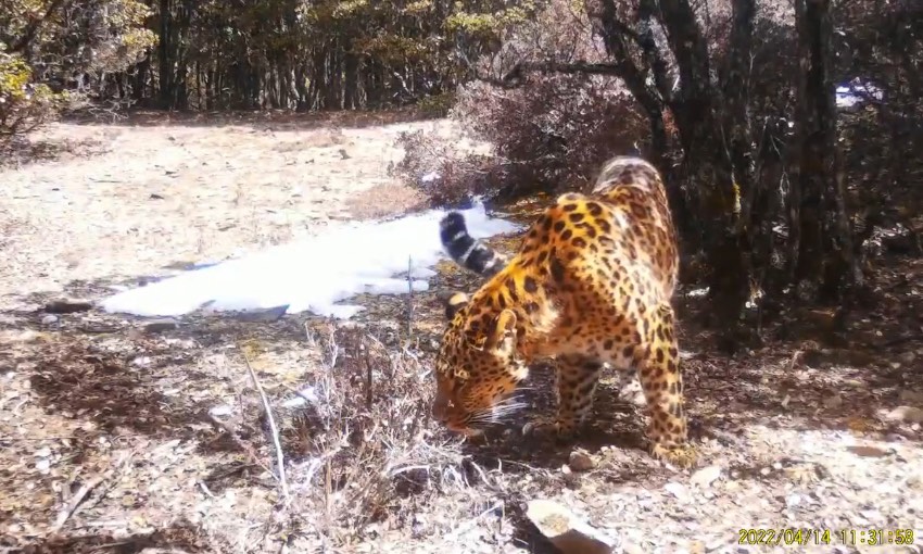 金錢豹。涼山州委宣傳部供圖