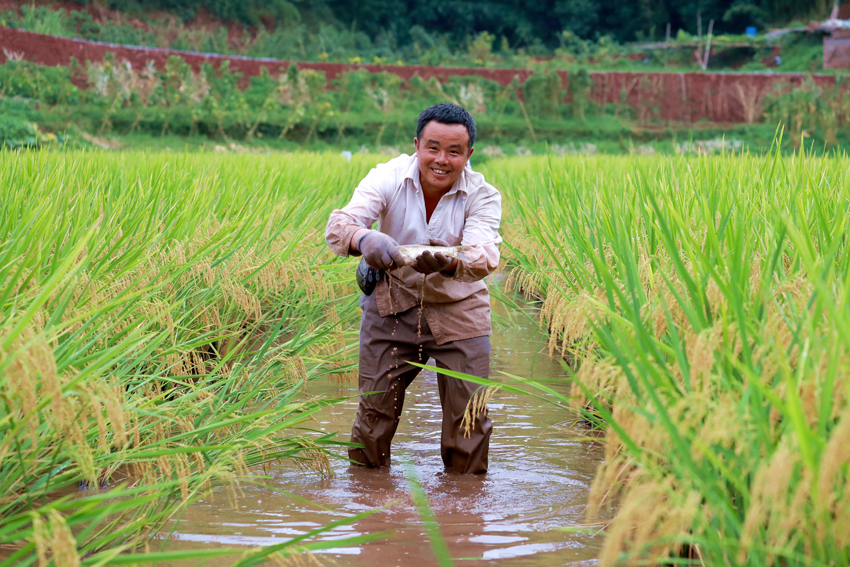 瀘州市納溪區合面鎮鳳坪村村民在稻田里抓稻花魚。瀘州市納溪區委宣傳部供圖