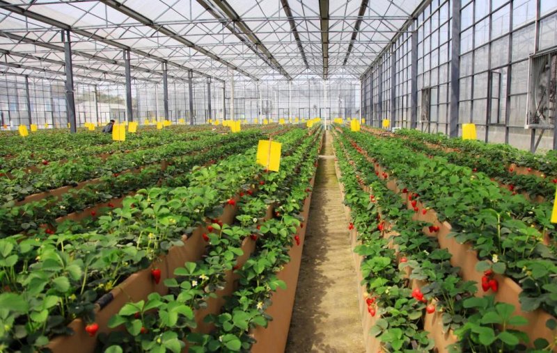 雙流冬草莓。雙流區農業農村局供圖