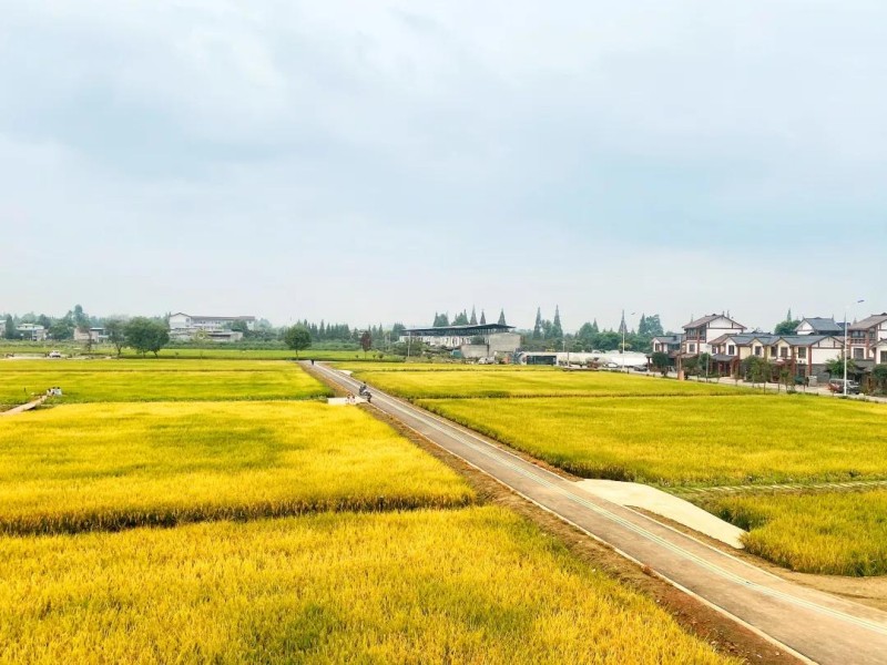 迎豐收盛會，賞醉美雙流。雙流區農業農村局供圖