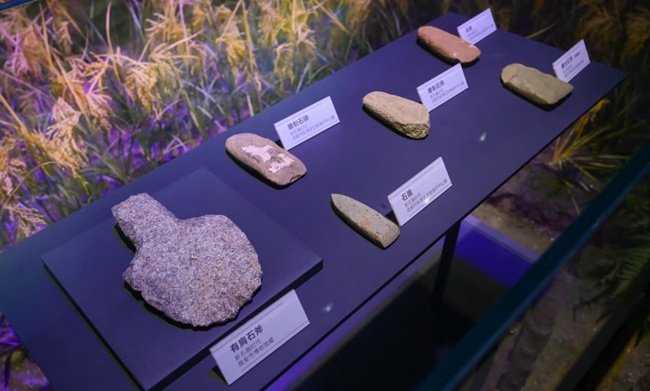 天府農耕文明主題展覽館中新石器時代工具展品。新津區委宣傳部供圖